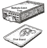 Image shows samples of two types of traps: multi-catch and glue board