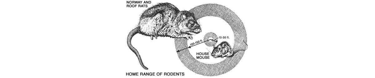6 Large Mouse Catcher Rat Glue Trap Rodent Board Mice Sticky EPA