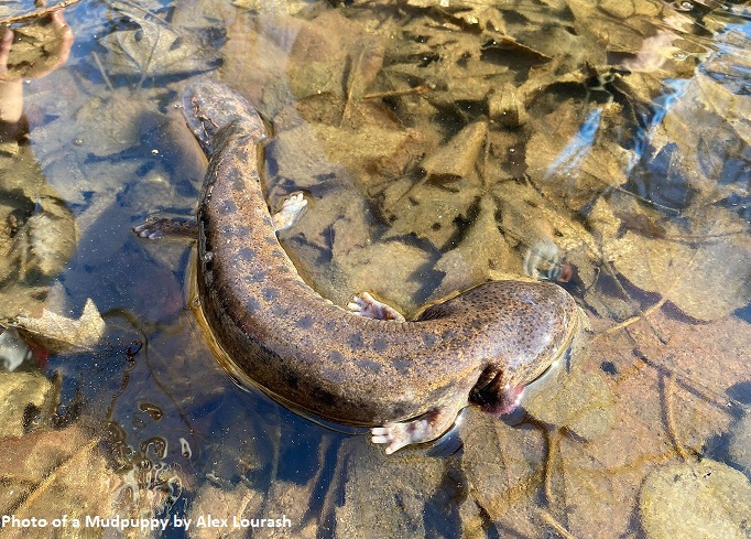 A photo of a mudpuppy in a stream with leaves. The photo was taken by Alex Kourash. 