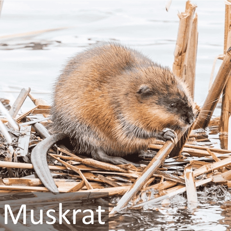 Muskrat