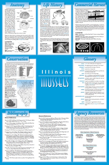 illinois mussels poster back