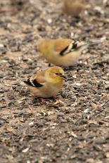 Goldfinch