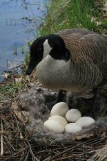 Canada goose with nest of eggs