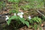 White trillium