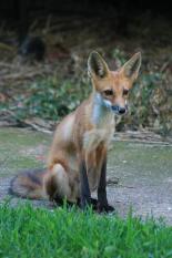 Red fox