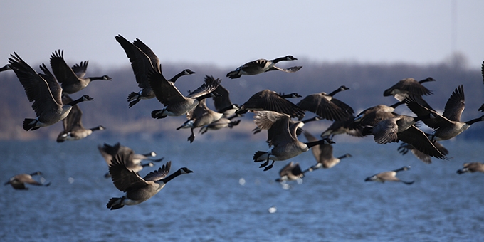 Nov2014CanadaGeese.JPG