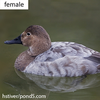 Nov2014CanvasbackHen.jpg