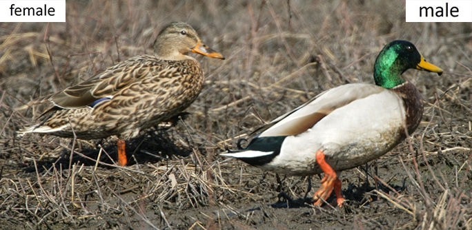 Nov2014MallardPair.jpg