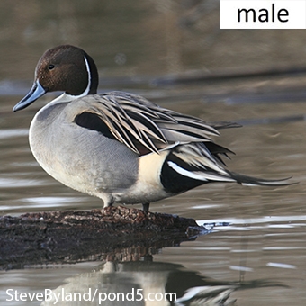 Nov2014DrakePintail.jpg