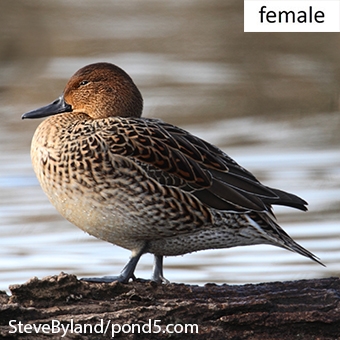 Nov2014HenPintail.jpg