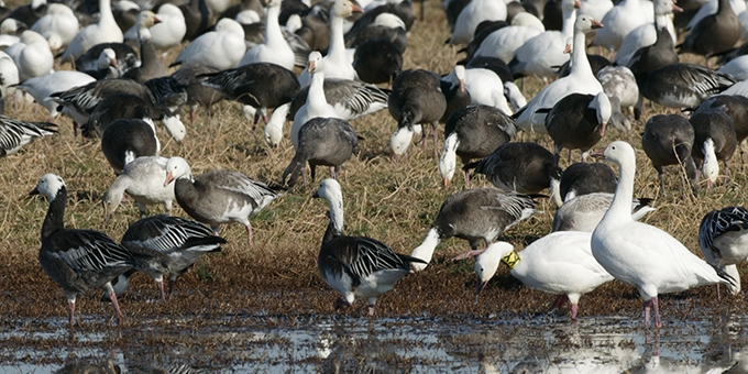 Nov2014SnowGeese.JPG