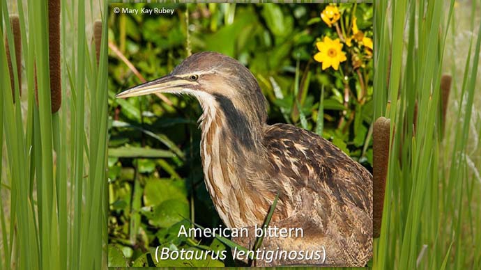 Nov2019AmericanBittern.JPG