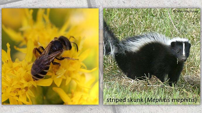 bee skunk image