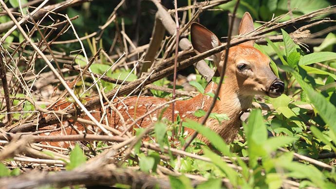 Fawn