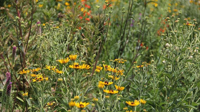 prairie plot