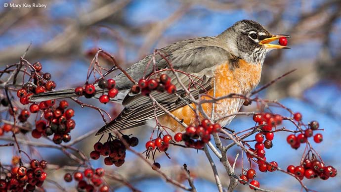 American robin with berry