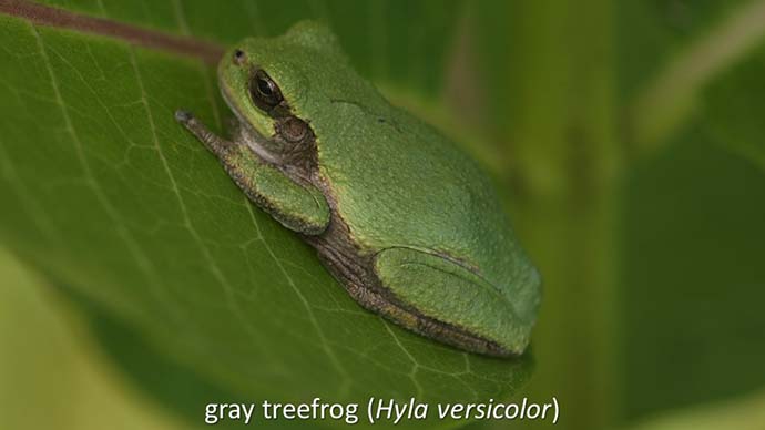 gray treefrog (Hyla versicolor)