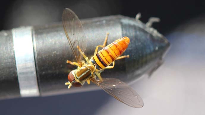 Nov2019HoverFly.JPG