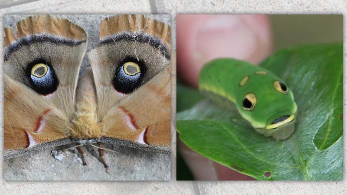 moth and caterpillar