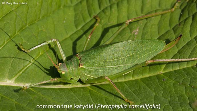 common true katydid (Pterophylla camellifolia)