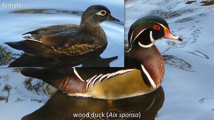wood duck pair