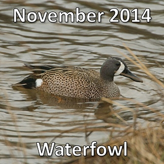 November 2014: Waterfowl