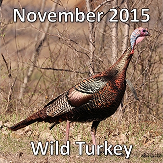 November 2015: Wild Turkey