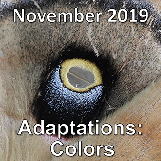 November 2019: Adaptations - Colors