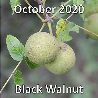 October 2020