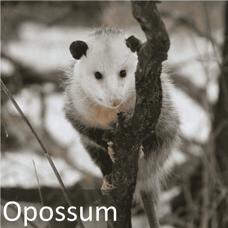 Opossum