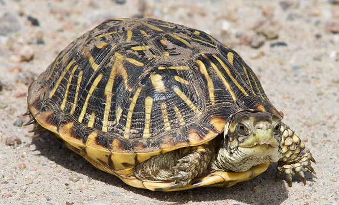 Photo of an ornate box turtle from IDNR, Photo Credit: Mary Kay Rubey
