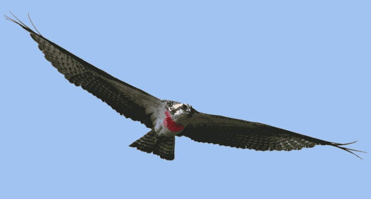 Osprey photo flying.png