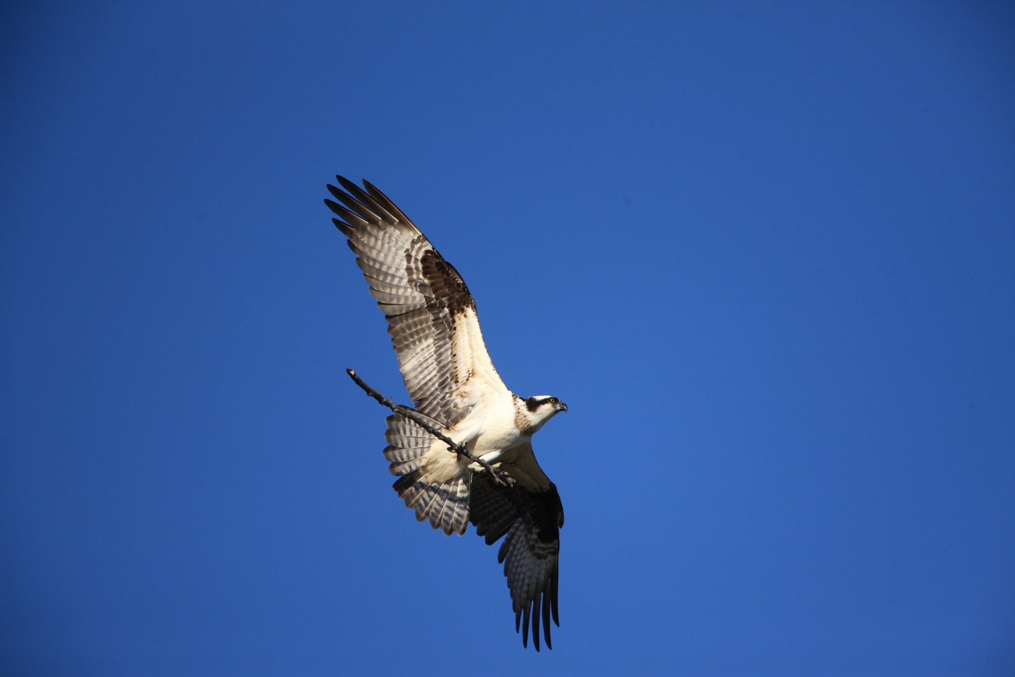 Osprey