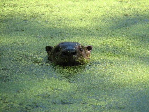 River Otter