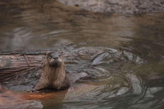 River Otter