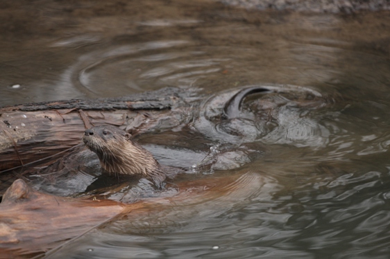 River Otter