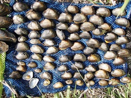 Slippershell mussel shells- Shasteen