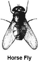 pcflies-clip-image008