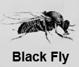 pcflies-clip-image014