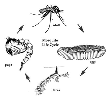 pcmosquitoes-clip-image005