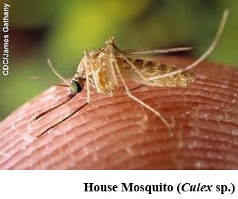 pcmosquitoes-clip-image007