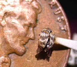 Varied Carpet Beetle