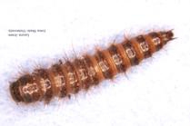 pcmoths-beetles-clip-image011