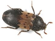pcmoths-beetles-clip-image013