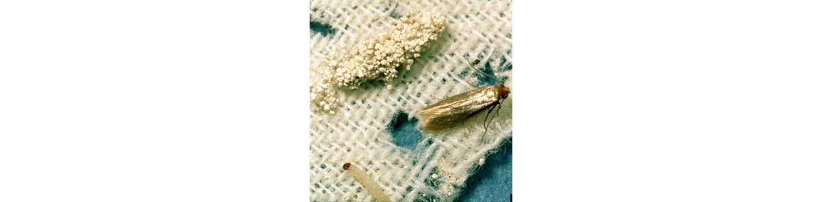 Clothes Moths and Carpet Beetles