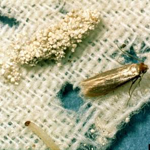 Clothes Moths and Carpet Beetles