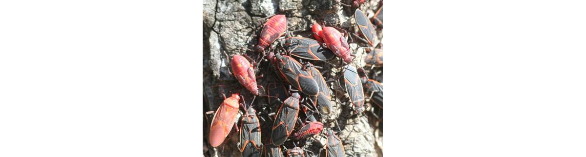 Home-invading weevils