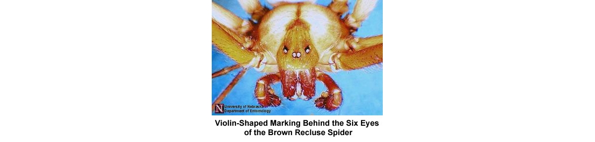 brown recluse vs black widow