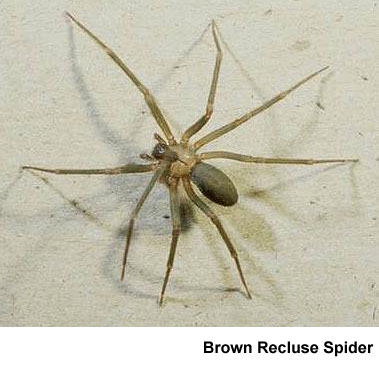 pcreclusespiders-clip-image005