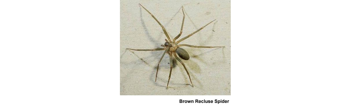 Bermuda Veterinary Services - Brown Recluse Spider Bite Poisoning
